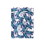 ΖΕΛΑΤΙΝΑ Γ Α4 NEON DRAGON FLIES